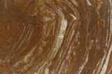 Polished Stromatolite (Gongylina) Slab - Billion Years #180074-1